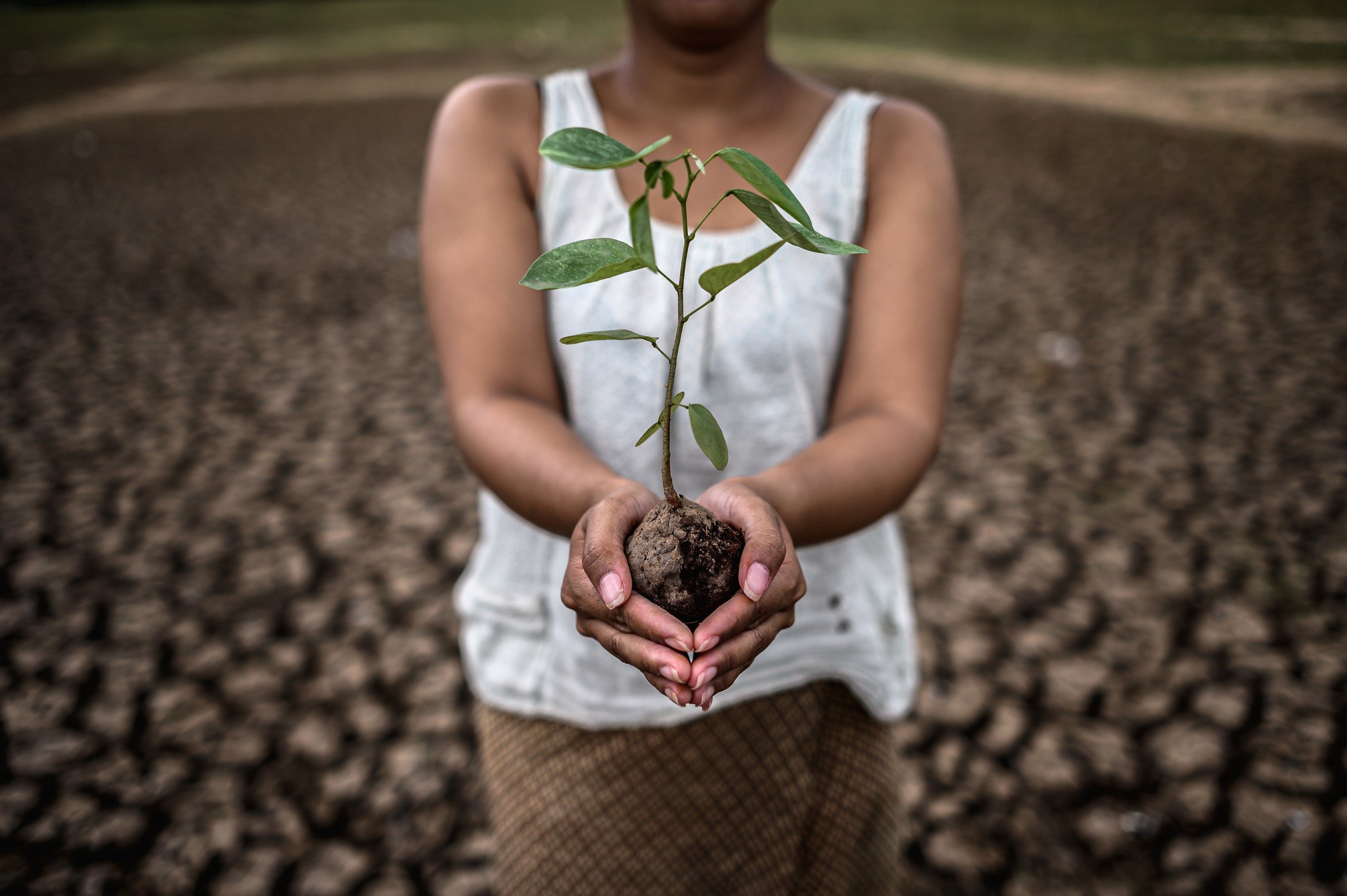 Growing Your Own Survival Garden: A Beginner’s Guide