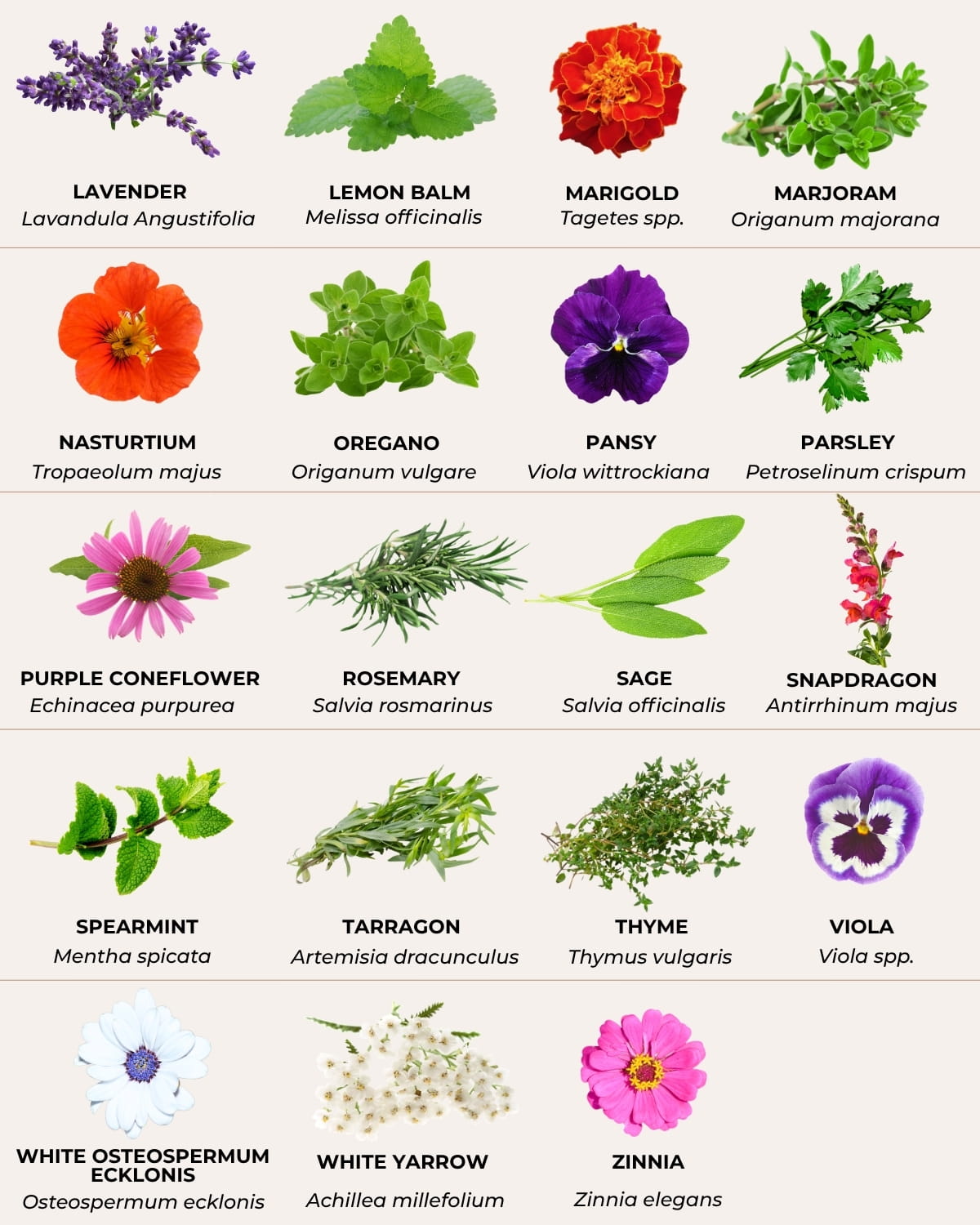 herb and flower seed varieties chart