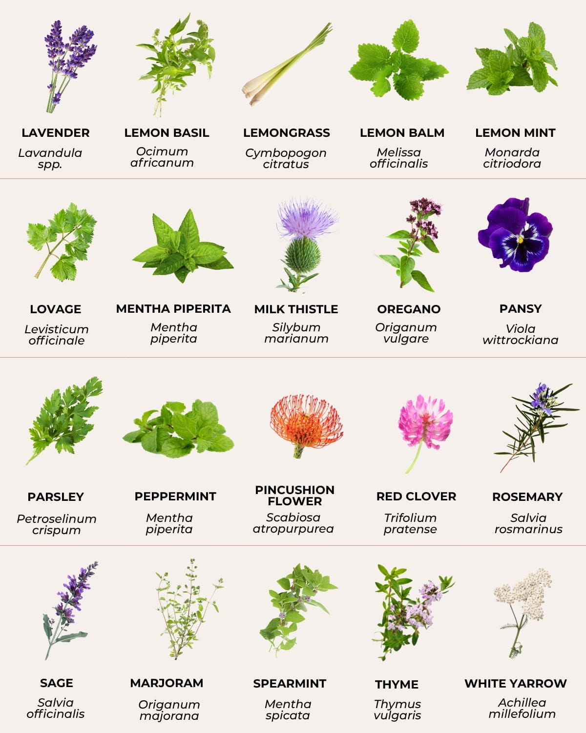Herb varieties included in seed mix
