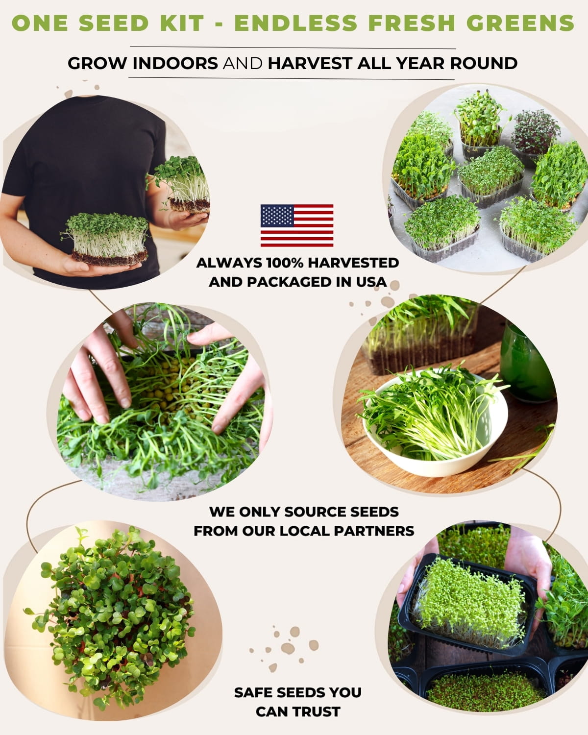 microgreens growing indoors year round