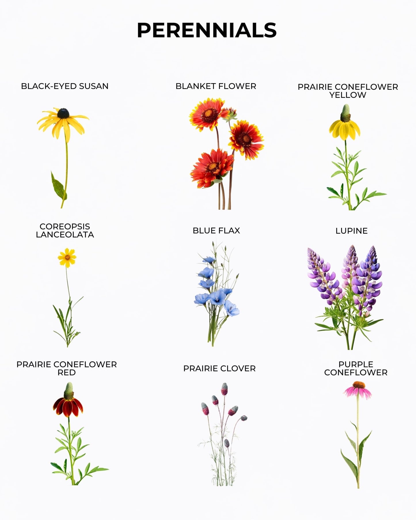 Perennial wildflower varieties included in pollinator seed mix