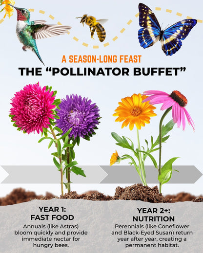 Wildflower mix providing season long food for bees butterflies and hummingbirds